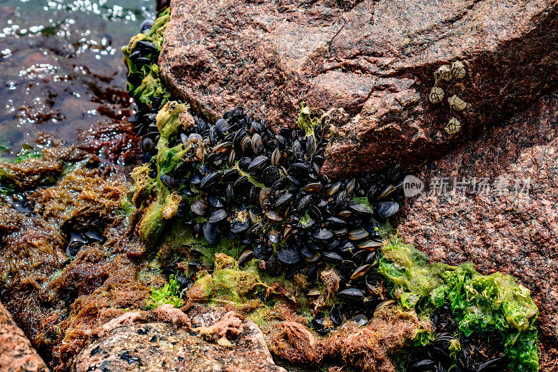 生长在扎里兹尼港红色花岗岩上的地中海贻贝(Mytilus galloprovinalis)(乌克兰)
